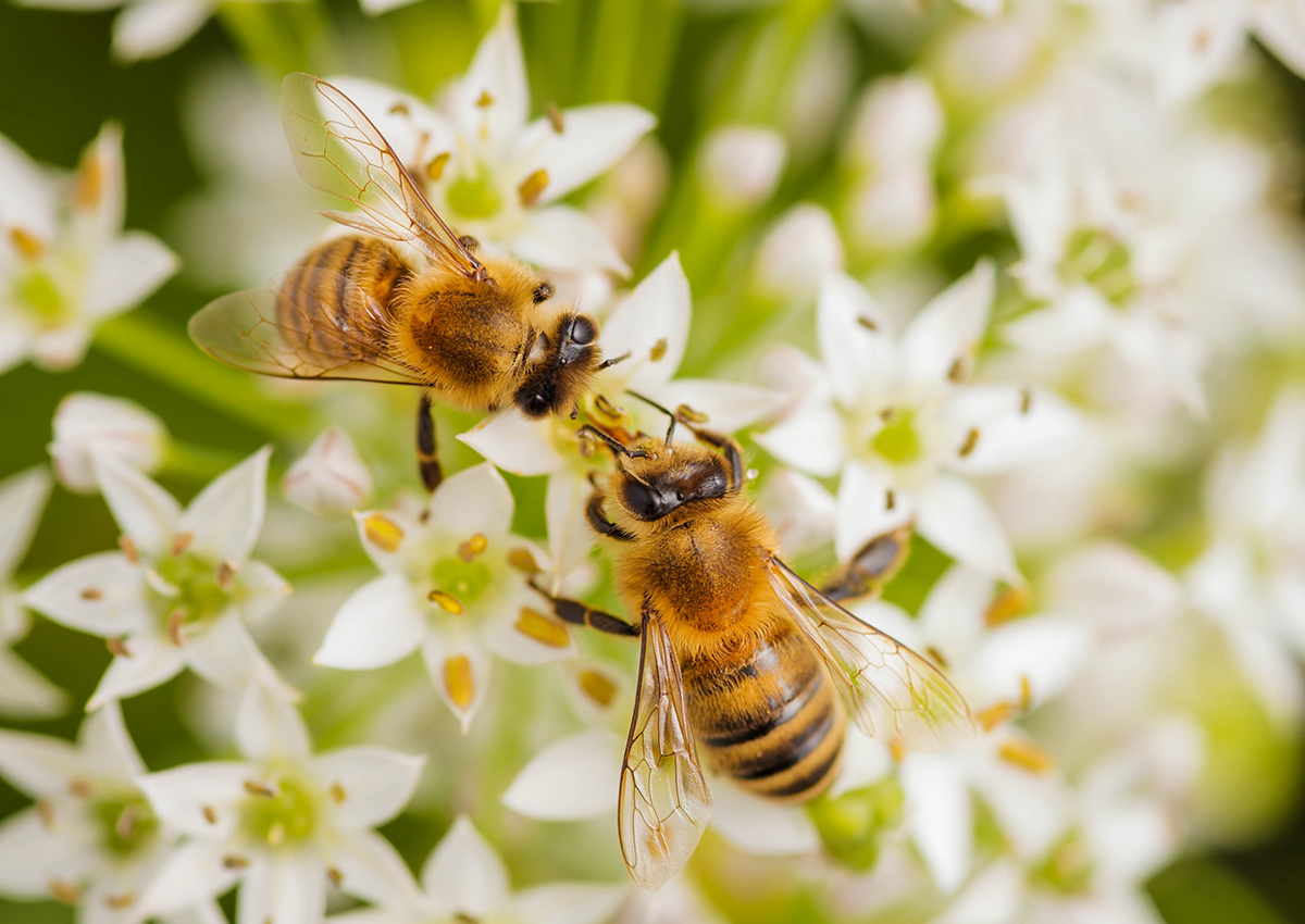 protect-natural-bee-habitats-live-well-appalachia